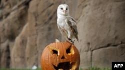A barn owl stands on a jack-o-lantern carved from a pumpkin and used to symbolise Halloween or All Saints' Eve at the Zoom Torino zoo and amusement park in Cumiana, near Turin, northern Italy.