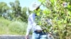 Pandemia y economía, dos medidores electorales para un ranchero hispano de Colorado 