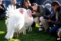 Members of the press take photos of turkeys Peach and Blossom before a ceremony in which President Joe Biden will pardon the national Thanksgiving turkey on the South Lawn of the White House in Washington, Nov. 25, 2024.