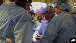 Madaktari wa upasuaji wakimpandikiza figo ya nguruwe mgonjwa katika hospitali kuu ya Massachusetts, Machi 16, 2024. Picha ya AP