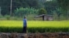 កសិករ​ថៃ​ប្រើប្រាស់​​​បទ​​ពិសោធន៍ ​​ដើម្បី​​ទប់​ទល់​​នឹង​​សេដ្ឋកិច្ច​​ដ៏​​លំបាក
