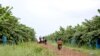 រូប​ឯកសារ៖ ចម្ការចេករបស់ក្រុមហ៊ុន​មួយ​នៅ​ខេត្តរតនគិរី កាល​ពី​ថ្ងៃ​ទី​១០ ខែ​តុលា ឆ្នាំ​២០២១។ (ស៊ុន ណារិន/វីអូអេ)