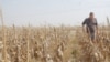 Casper Willemse grew up working a 2,000-hectare maize farm about an hour south of Johannesburg. 