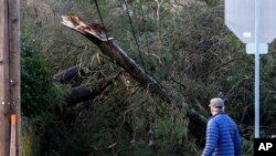 A man looks at a tree that fell on power lines during a major storm in Issaquah, Washington, Nov. 22, 2024.