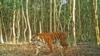 FILE - A Bengal tiger walks through the forest in Sarankhola, in the Bagerhat district, on the edge of the Sundarbans forest in Bangladesh, in this handout photo taken on April 11, 2018, and released by the Bangladesh Forest Department. 