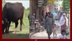 لویه پښتونخوا خپرونه په ټي وي