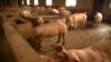 FILE - In this May 8, 2019, photo, pigs stand in a barn at a pig farm in Panggezhuang village in northern China's Hebei province. 