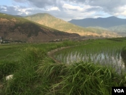Bhutan is facing a scarcity of labor on its farms as young people prefer life in the cities. (A. Pasricha/VOA)