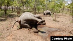 Elefangtes mortos por caçadores furtivos (Foto de arquivo)