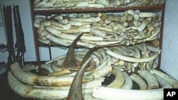Presas de elefantes e de rinocerontes (Foto de arquivo