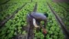 A man works at his lettuce garden in Cocody, Abidjan, Ivory Coast, May 26, 2015. 