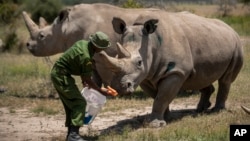 The last two known female Northern White Rhinos are fed carrots by a ranger in their enclosure at Ol Pejeta Conservancy, Kenya, Aug. 23, 2019. 