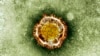 This undated image released by the British Health Protection Agency shows an electron microscope image of a coronavirus.