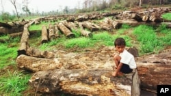 Hoang Anh Gia Lai has begun clearing some 47,000 hectares of land in Ratanakkiri province, under a land concession from the government that was given in 2010.