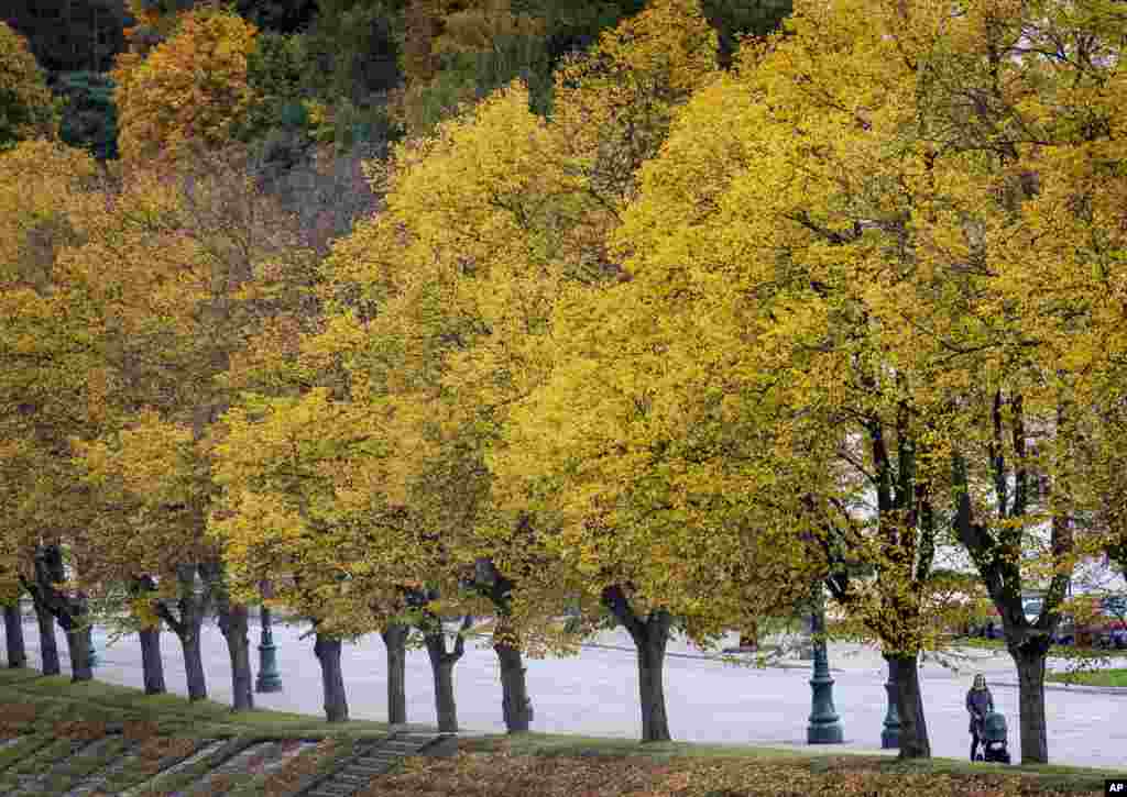 A woman with a baby stroller walks past autumnal trees in Vilnius, Lithuania.