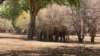 Mawaziri wa Afrika kupendekeza jinsi ya kudhibiti ongezeko la tembo