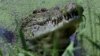 A large male crocodile watches a crowd gathered for feeding time at Darwin's Crocodile Farm located 100 kilometers south of Darwin, Australia. (2005 file photo)