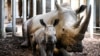 L'ONG African Parks est devenu propriétaire des quelque 7.800 hectares de terrains et 2.000 rhinocéros blancs représentant 15% de la population mondiale de ces animaux. 