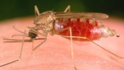 Malaria mata mais de duzentas pessoas no Uige - 1:48