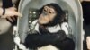 Ham, a chimpanzee, is shown on deck of ship after being pulled out of water following his space flight on Jan. 31, 1961. The first U.S. suborbital flight, an animal experiment, carrying Ham in a mercury capsule to an altitude of 155 miles, with parachute splashdown 420 miles down