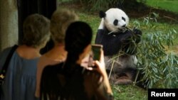访客在美国首都华盛顿的史密森尼国家动物园观看熊猫。（路透社资料图）