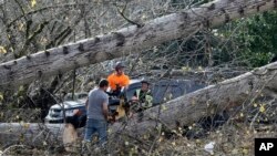 A crew cuts a tree that fell on a Taco Bell restaurant Nov. 20, 2024, in Issaquah, Wash., after a "bomb cyclone" brought high winds to the area.