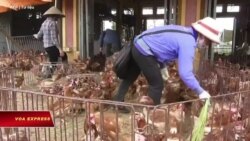 Truyền hình VOA 4/3/21: WHO: Việt Nam cần cảnh giác cao với cúm gia cầm H5N8