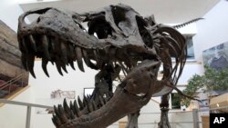 FILE - A model of a Tyrannosaurus rex is on display in the New Mexico Museum of Natural History and Science in Albuquerque, N.M.
