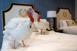 FILE - Two male turkeys from North Carolina, named Bread and Butter, that will be pardoned by President Donald Trump, hang out in their hotel room at the Willard InterContinental Hotel in Washington, Nov. 25, 2019..
