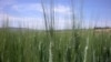 L'agroécologie pourrait nourrir et sauver la planète, selon l'ONU