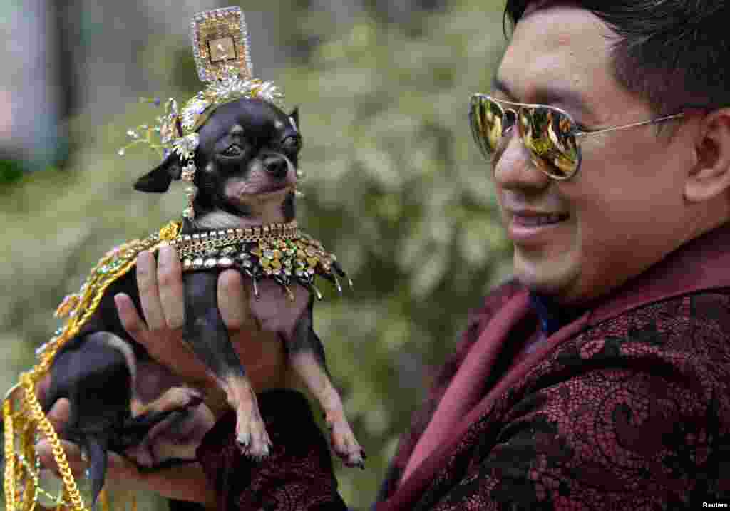 សត្វឆ្កែ Chihuahua ដែលត្រូវបានគេស្លៀកពាក់ជា Elizabeth Taylor ក្នុងរឿង «Cleopatra» ថតរូបជាមួយម្ចាស់នៅក្នុងទីក្រុង Quezon City រដ្ឋធានីម៉ានីលប្រទេសហ្វីលីពីន។