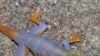 208 New Species Discovered in Southeast Asia