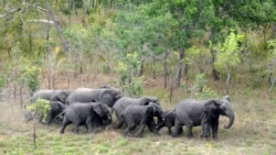Botswana quer oferecer milhares de elefantes a Angola mas há duvidas que se possa evitar a caça furtiva – 3:02