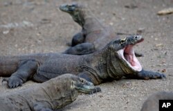 Indonesia Komodo Attack