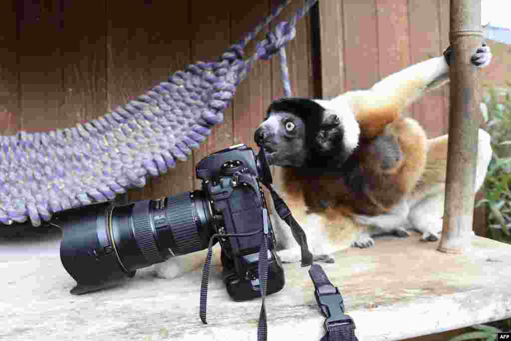 Poppy សត្វសំពោចញី (Crowned sifaka) មើលកាមេរ៉ារបស់ជាងថតរូបនៅក្នុងសួនសត្វមួយក្នុងទីក្រុង Mulhouse ប្រទេសបារាំង។