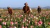 FILE - farmers harvest raw opium at a poppy field in the Zhari district of Kandahar province, Afghanistan. 