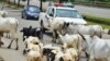Cattle roam on a road in Abuja, Nigeria, Aug. 16, 2024.