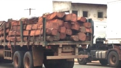 Madeireiros angolanos avisam de consequências com proibição de exportações -2:56
