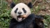 一對大熊貓安全抵達加州聖地亞哥動物園