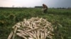 A farmer plucks radishes from a field outside Jammu, a city in India's northern state of Jammu and Kashmir, Jan. 14, 2015. Prime Minister Narendra Modi wants to ease restrictions on government acquisition of land.