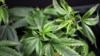 美國大麻產業迅速發展 聯邦立場仍未知