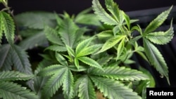 作為商品銷售的大麻植物（資料圖）