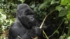 L'ONU dit vouloir arrêter le trafic des ressources naturelles en RDC