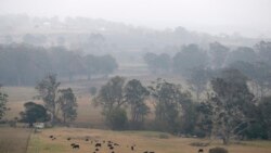 Smoke and rain mist mix in air as cattle graze below burnt grass fields near Milton, Australia, Jan. 5, 2020.