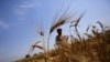 A farmer stands in his wheat field, which was damaged by unseasonal rains, at Vaidi village in the northern Indian state of Uttar Pradesh, March 25, 2015.