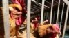 Des poules en cage.