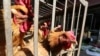 FFILE PHOTO: Chickens are seen at a livestock market before the market asked to stop trading on March 1 in prevention of bird flu transmission, in Kunming, Yunnan province, China Feb. 22, 2017. 